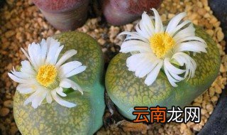 冬梅生石花怎么养 注意这几点就够了