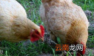鸡苗孵化出来的重量多少克为标准? 鸡出壳标准有多重