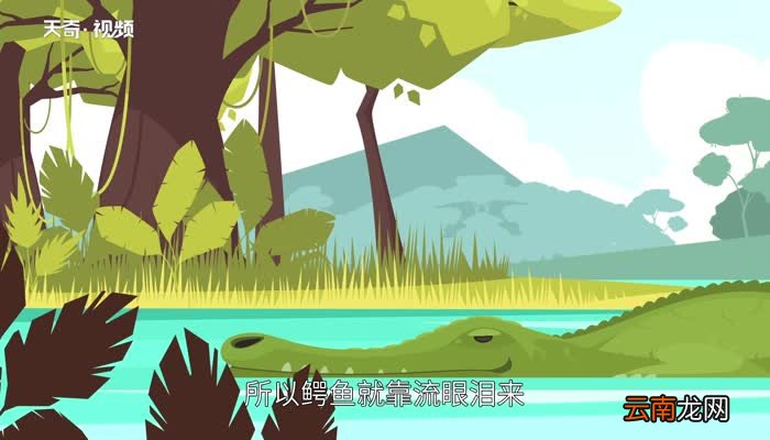鳄鱼的眼泪歇后语 鳄鱼的眼泪歇后语是什么