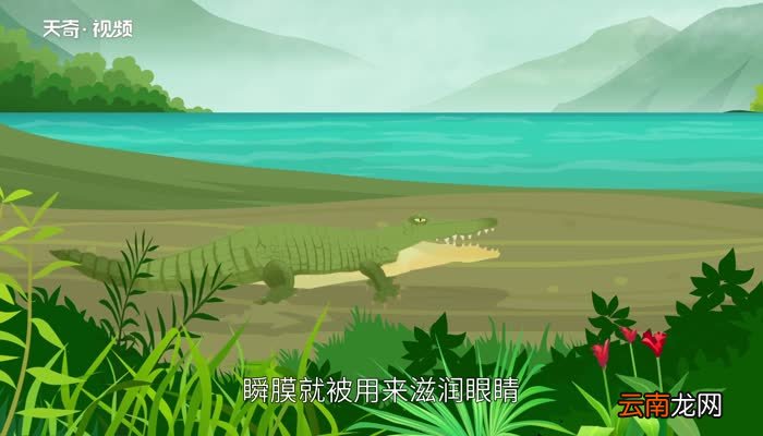 鳄鱼的眼泪歇后语 鳄鱼的眼泪歇后语是什么