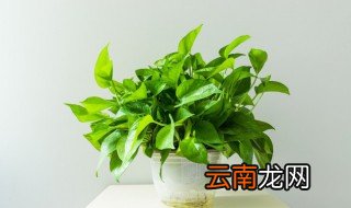 饲养金鱼可以在鱼缸里放绿萝吗 饲养金鱼能否在鱼缸里放绿萝