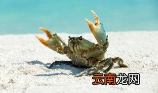 河蟹吃不完可以放冰箱冷冻吗 河蟹吃不完能放冰箱冷冻吗