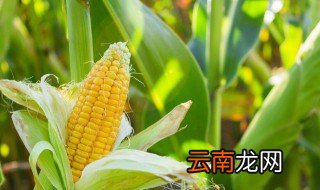 玉米田怎么除草 玉米田如何除草