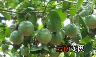 百香果高效种植技术讲解 如何种植百香果