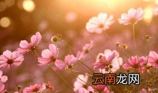 早上好给朋友的祝福语的话语 早上好给朋友的唯美祝福语