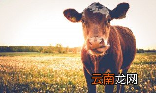 男人梦见牛什么预兆 男人梦见牛好不好