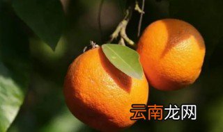 观赏桔子树怎么养 观赏桔子树如何养