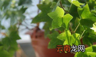 常青藤夏天怎么养 如何夏天养殖常青藤