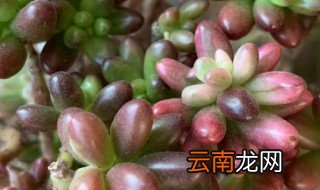 多肉虹之玉锦怎么养 多肉虹之玉锦如何养殖呢