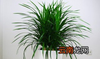龙须树冬季怎么养 龙须树冬天的时候怎么养殖