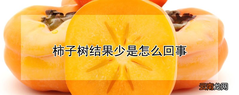 柿子树结果少是怎么回事