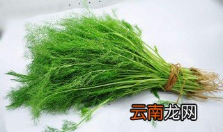 茴香能做汤吗 你学会了吗