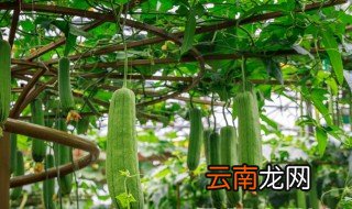 秋丝瓜几月下种 秋丝瓜什么时候种