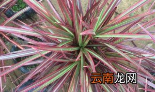 七彩铁开花吗 带你深入了解它