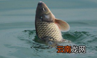 袁守城为什么要鲤鱼 你知道是什么原因吗