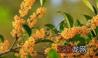 清洗过的鲜桂花怎么处理 鲜桂花如何清洗