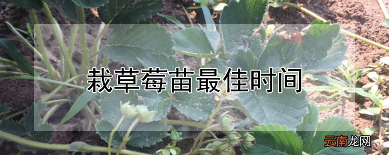 栽草莓苗最佳时间