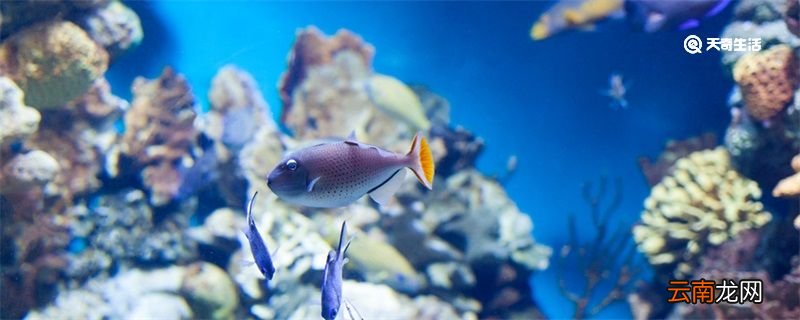 金波子如何饲养 金波子饲养方法