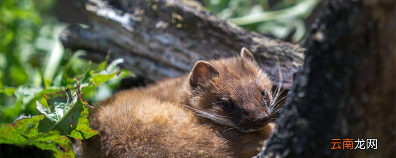 黄鼠狼吃蛇吗 黄鼠狼吃不吃蛇