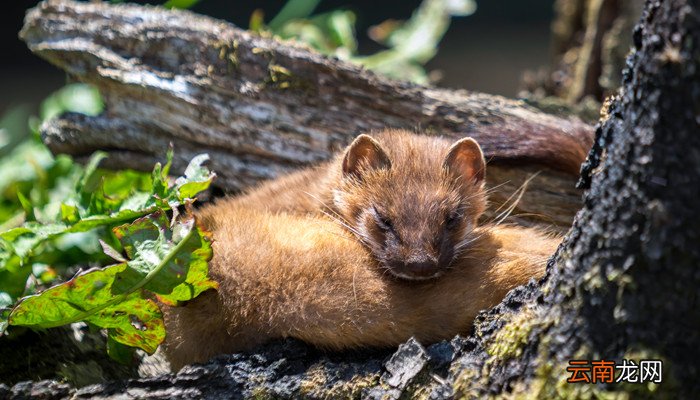 黄鼠狼吃蛇吗 黄鼠狼吃不吃蛇