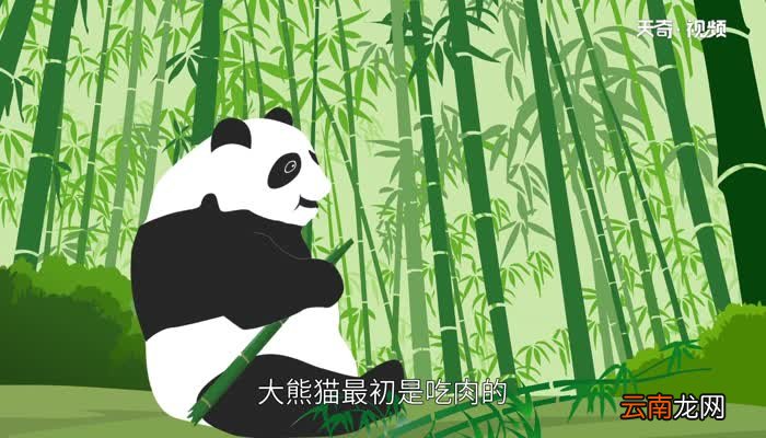 大熊猫寿命 大熊猫能活多久