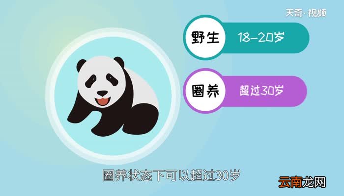 大熊猫寿命 大熊猫能活多久