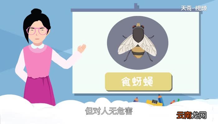 食蚜蝇对人有什么危害 食蚜蝇对人的危害
