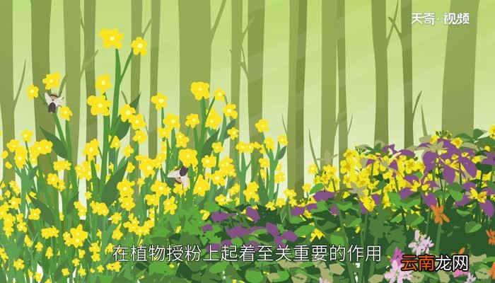 食蚜蝇对人有什么危害 食蚜蝇对人的危害