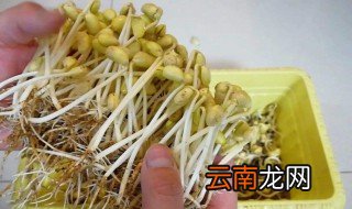 泡黄豆芽的方法 具体步骤