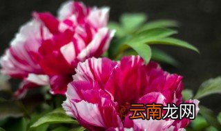 为什么门前不能种花 门前不可以种什么花