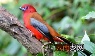 国家级保护鸟有几种 国家一级和二级保护鸟类有什么