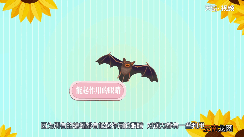 蝙蝠是色盲吗 蝙蝠是不是色盲