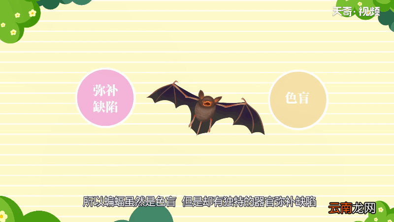 蝙蝠是色盲吗 蝙蝠是不是色盲