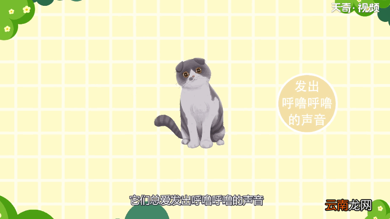 猫为什么会发出呼噜呼噜的声音 为什么猫会发出呼噜呼噜的声音