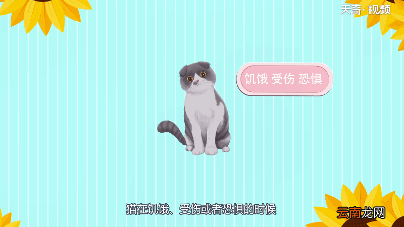 猫为什么会发出呼噜呼噜的声音 为什么猫会发出呼噜呼噜的声音