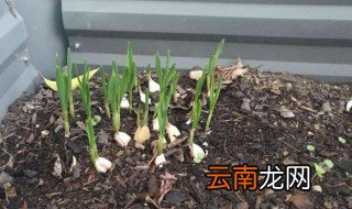 种蒜方法 这几点你必须掌握