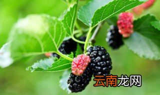 桑葚泡酒桑葚要蒸一下吗，泡桑葚酒要不要蒸