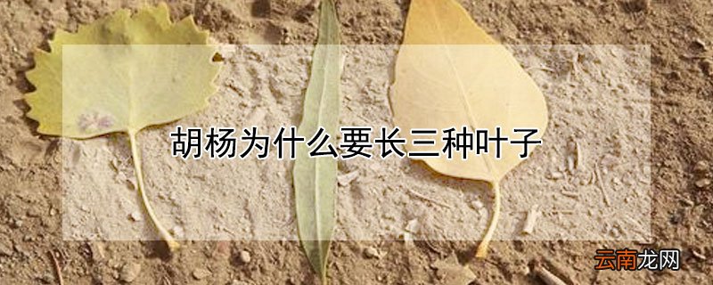 胡杨为什么要长三种叶子