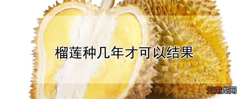 榴莲种几年才可以结果