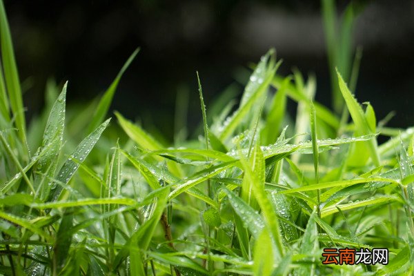 春潮带雨晚来急,野渡无人舟自横是什么季节春潮带雨晚来急的意思