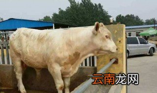 玉米面怎么喂牛最好 这个方法教给大家