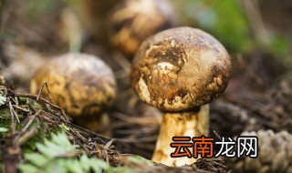 姬松茸和松茸区别 松茸和姬松茸有什么区别