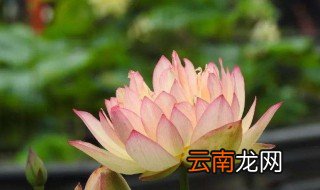 荷花怎样做菜 教你做出夏日荷花的优雅菜式