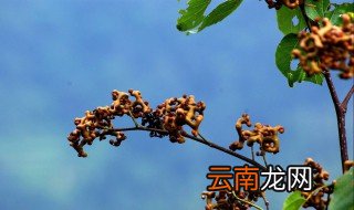 鸡爪梨一斤要放多少酒 浸泡的时间