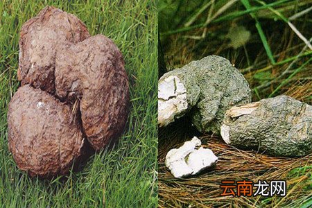中药祛湿减肥配方 这些让你轻松瘦