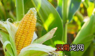 玉米汁可以放冰箱吗 玉米汁可以放冰箱冷藏再喝吗