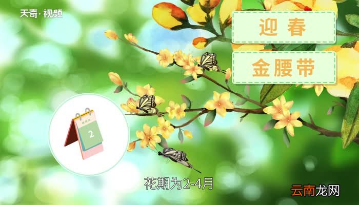 迎春花的特点 迎春花的象征意义