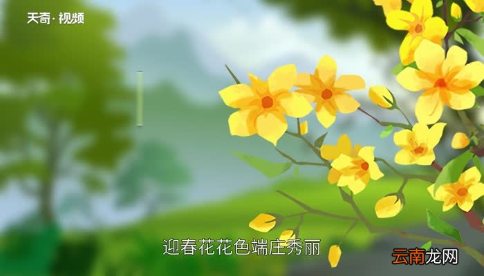 迎春花的特点 迎春花的象征意义