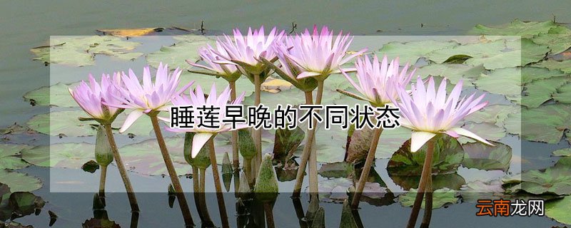 睡莲早晚的不同状态