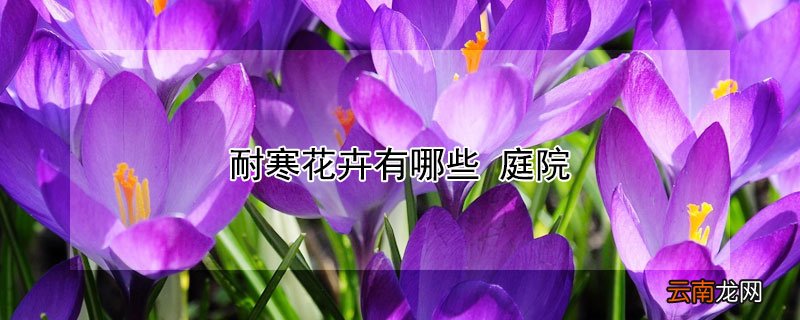 耐寒花卉有哪些 庭院
